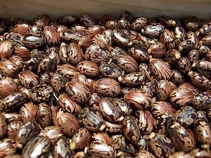 castor_bean_hybrid_seeds_buy_castor_plantation_seeds_castor_seeds_for_sale