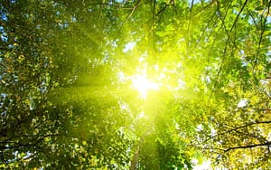 sunshine-forest-treetop