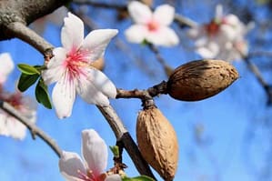 almond-blossom-w650