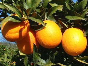 apelsinų eterinis aliejus